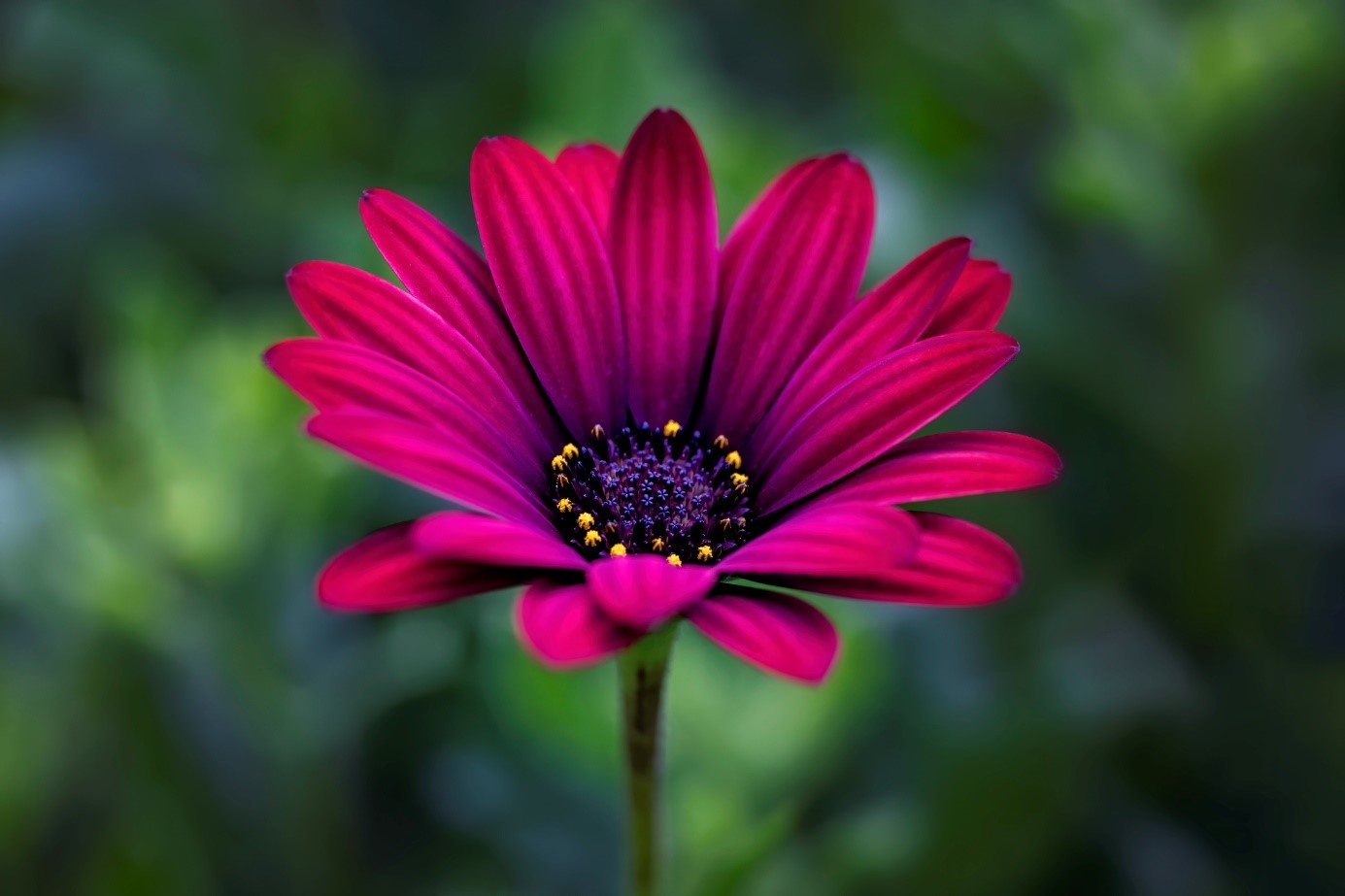 osteospermum istock